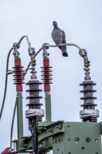 Pigeon sits on a power cable for traction power, mast with a circuit breaker for switching