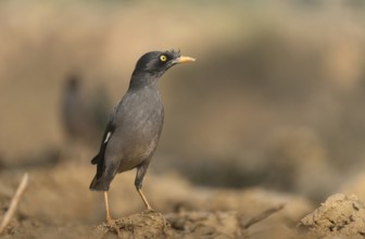 A jungle myna (Acridotheres fuscus) stands on the ground against a blurred background, Sreepur,