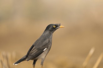 Close-up of a jungle myna (Acridotheres fuscus), Sreepur, Gazipur, Bangladesh