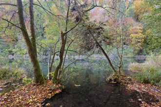 Egelsee in autumn-colored surroundings, Bergdietikon, Canton of Aargau, Switzerland