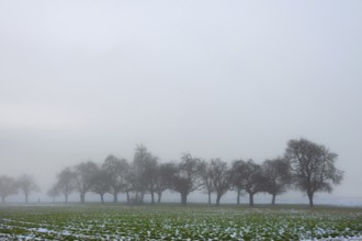Fruit trees in winter when the weather is cloudy, Eckental, Middle Franconia, Bavaria, Germany