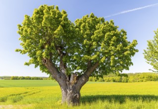 Old lime tree (tilia), the trunk is already hollow, Lindenallee in Herrnhut, Upper Lusatia, Saxony,