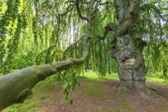 Old beech, copper beech (Fagus sylvatica), old trees in Helfenberg Castle Park, Dresden, Saxony,