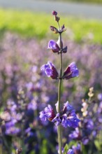 Common sage (Salvia officinalis) in bloom, Saxony, Germany
