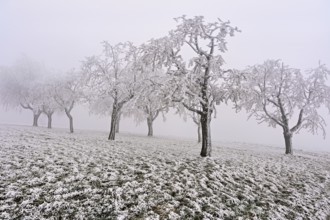 Row of trees with hoarfrost, Lindenberg, Freiamt, Canton of Aargau, Switzerland