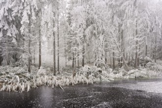 Ballmoos forest reserve in hoarfrost, high moor in fog, Lieliwald, Lindenberg, Horben, Canton of