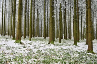 Wald im Raureif, Schlatt, Lindenberg, Freiamt, Canton of Aargau, Switzerland
