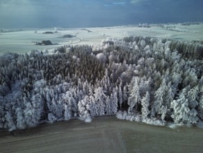 Aerial view of forest in hoarfrost, Horben, Lindenberg, Freiamt, Canton of Aargau, Switzerland
