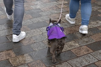 Dog walking in rain through the city, Nuremberg, Middle Franconia, Bavaria, Germany