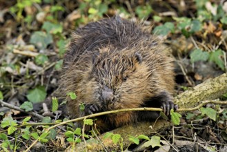 Eurasian beaver, European beaver (Castor fibre), eating leaves on the bank of a stream, Canton Zug,