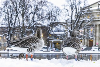 Winter in Stuttgart. It snowed overnight and the city is wintry white early in the morning. Nile