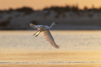 Great White Egret (Ardea alba) at sunrise, flying, Oman