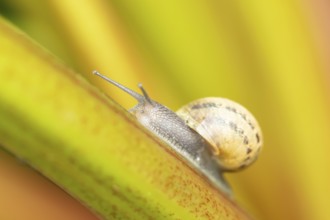 Garden snail (Cornu aspersum) adult gastropod molluscs on a garden rhubarb vegetable plant stem in