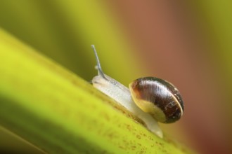 Striped snail (Cernuella virgata) adult gastropod molluscs on a garden rhubarb vegetable plant stem