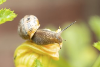 Garden snail (Cornu aspersum) adult gastropod molluscs on a garden courgette or zucchini vegetable