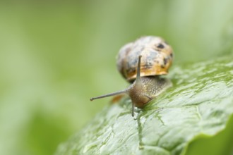 Garden snail (Cornu aspersum) adult gastropod molluscs on a garden vegetable plant leaf in summer,