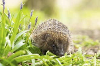 European hedgehog (Erinaceus europaeus) adult animal in a garden next to Bluebell flowers in