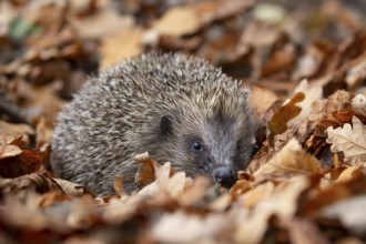 European hedgehog (Erinaceus europaeus) adult animal on fallen autumn leaves in a garden, England,
