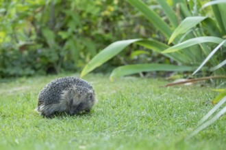 European hedgehog (Erinaceus europaeus) adult animal on a garden grass lawn in summer, England,