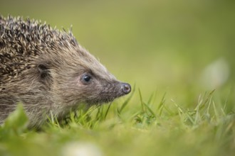 European hedgehog (Erinaceus europaeus) adult animal on a garden grass lawn in spring, England,