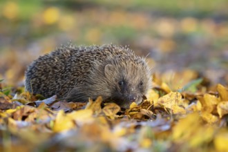 European hedgehog (Erinaceus europaeus) adult animal walking on fallen autumn leaves in a garden,