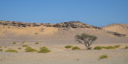 Barren landscape near Duqm, Oman