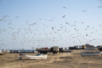 Seagulls on the beach, fishing boats and trucks, Oman