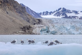 Black-legged kittiwakes (Rissa tridactyla) flock resting on ice floe in front of glacier wall along