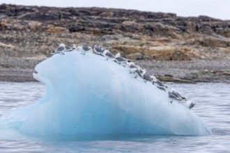 Black-legged kittiwakes (Rissa tridactyla) flock in breeding plumage resting on ice floe in the