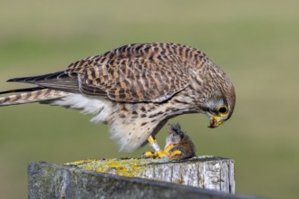 Common kestrel / European kestrel (Falco tinnunculus) female perched on wooden fence post eating