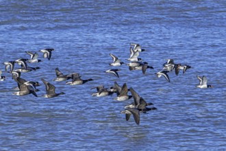 Pale-bellied brant geese (Branta bernicla hrota) flying among brent geese and common pied