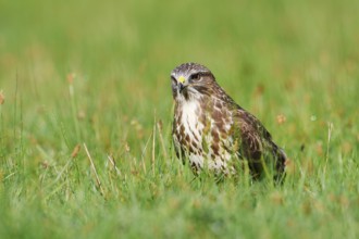 Common buzzard (Buteo buteo) sitting in a meadow, North Rhine-Westphalia, Germany