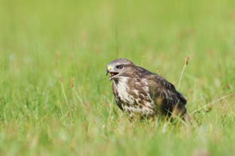 Common buzzard (Buteo buteo) sitting in a meadow and eating gnats (Tipulidae), North