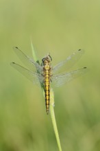 Black-tailed Skimmer (Orthetrum cancellatum), female with dewdrops, North Rhine-Westphalia, Germany