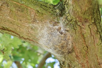 Oak processionary moth (Thaumetopoea processionea), web nest on tree trunk, North Rhine-Westphalia,
