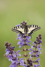 Swallowtail (Papilio machaon) in a meadow sage (Salvia pratensis), North Rhine-Westphalia, Germany