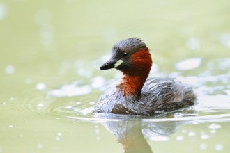 Little grebe (Tachybaptus ruficollis), North Rhine-Westphalia, Germany