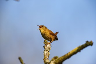 Wren (troglodytes troglodytes) Germany