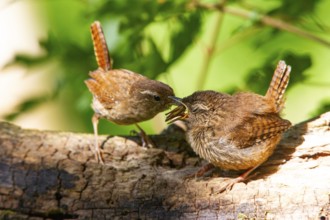 Eurasian wren (troglodytes troglodytes) adult and juvenile Germany