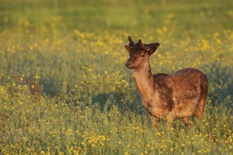 Fallow deer (Dama dama), fallow deer with velvet antlers standing in a flower meadow in spring,