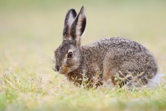 European hare (Lepus europaeus), young animal sitting in a meadow, North Rhine-Westphalia, Germany