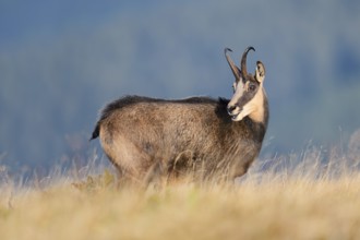 Chamois (Rupicapra rupicapra) in autumn, Vosges, France
