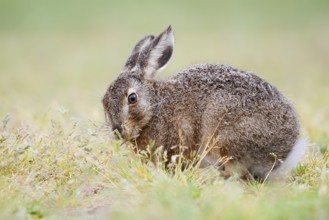European hare (Lepus europaeus), young animal sitting in a meadow and eating grasses, North