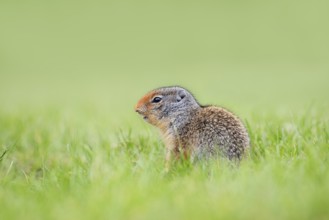 Columbia ground squirrel (Urocitellus columbianus, Spermophilus columbianus), juvenile, Waterton
