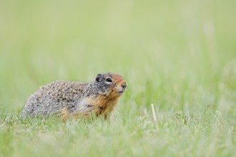 Columbia ground squirrel (Urocitellus columbianus, Spermophilus columbianus), Jasper National Park,