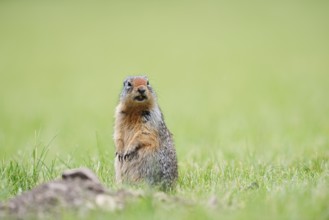 Columbia ground squirrel (Urocitellus columbianus, Spermophilus columbianus) sitting upright in a