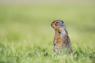Columbia ground squirrel (Urocitellus columbianus, Spermophilus columbianus) sitting upright in a
