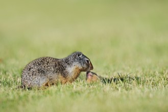 Columbia ground squirrel (Urocitellus columbianus, Spermophilus columbianus) with young at the