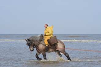 Crab fishermen on horseback prawn fishing, Oostduinkerke, Koksijde, West Flanders, Flanders,