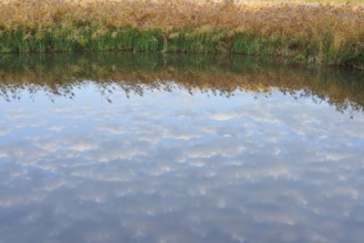 Clouds reflected in a pond with reeds (Phragmites australis, Phragmites communis) in autumn, North